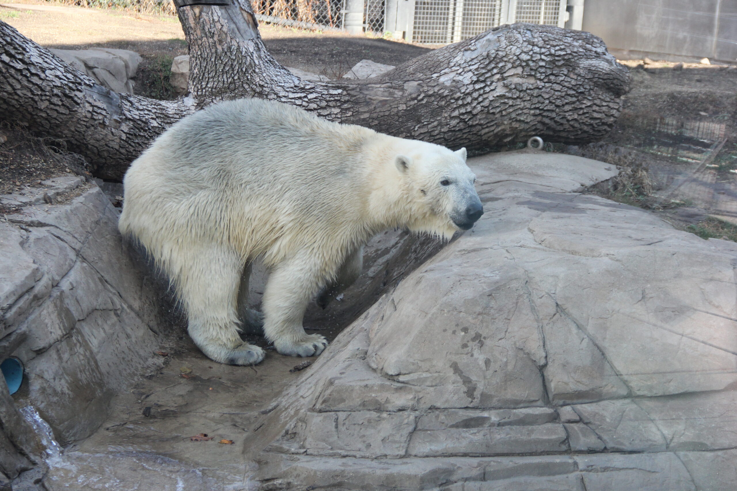International Polar Bear Day Henry Vilas Zoo