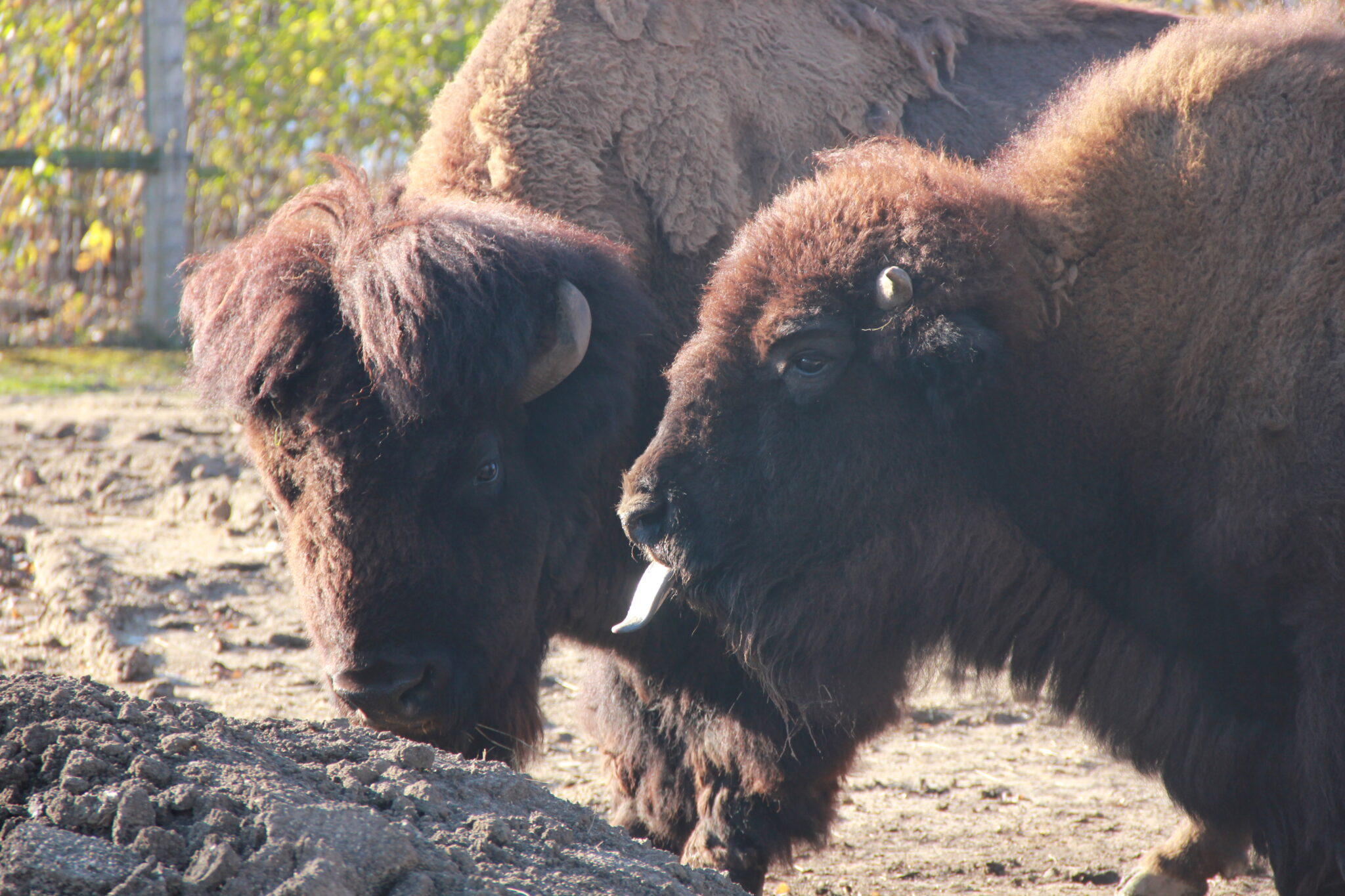 Media Room About Us Henry Vilas Zoo