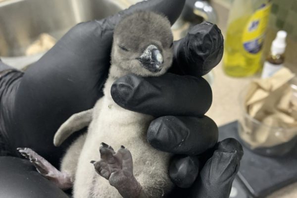 Baby penguin chick