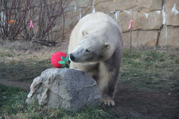 Polar bear sniffing a papier-mâché strawberry