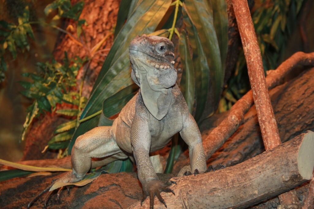 A rhinoceros iguana