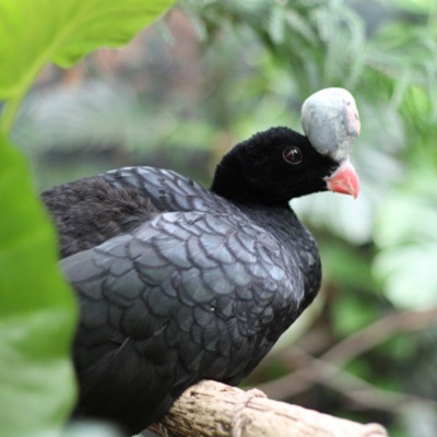Helmeted curassow, large black bird with gray casque, or bump, on its forehead.
