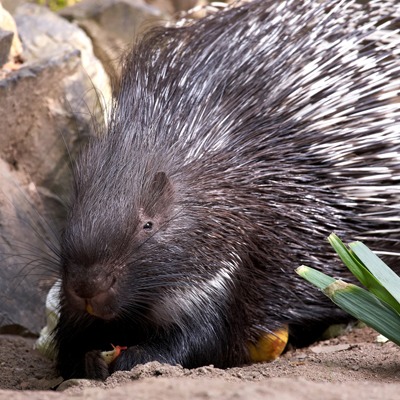 Indian Crested Porcupine at Henry Vilas Zoo