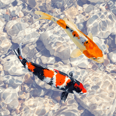 Koi Fish Pond at Henry Vilas Zoo