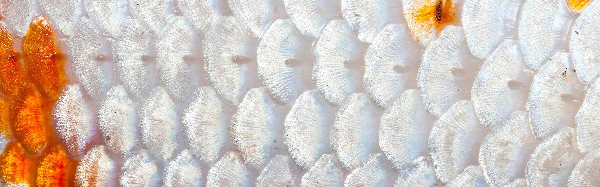 Koi Our Animals Henry Vilas Zoo Koi Fish Scales