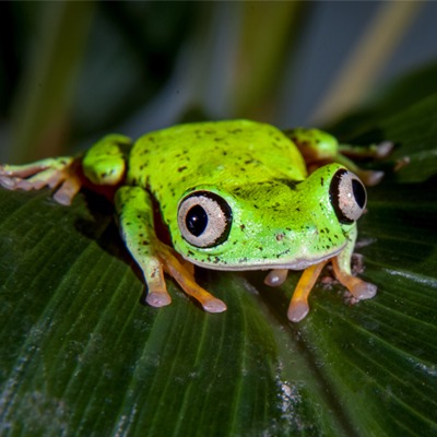 Lemur Leaf Frog at Henry Vilas Zoo