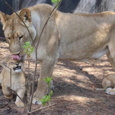 DANE COUNTY’S HENRY VILAS ZOO ANNOUNCES BIRTH OF TWIN LION CUBS NEW ...