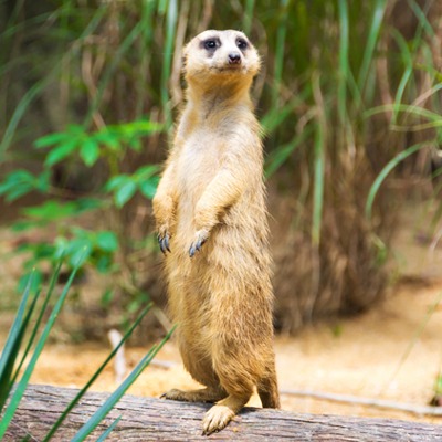 Meerkat at Henry Vilas Zoo