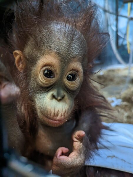A close up of a young female orangutan who appears to be giving a thumbs up