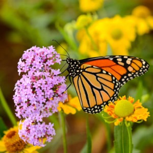 Monarch butterfly on a flower.