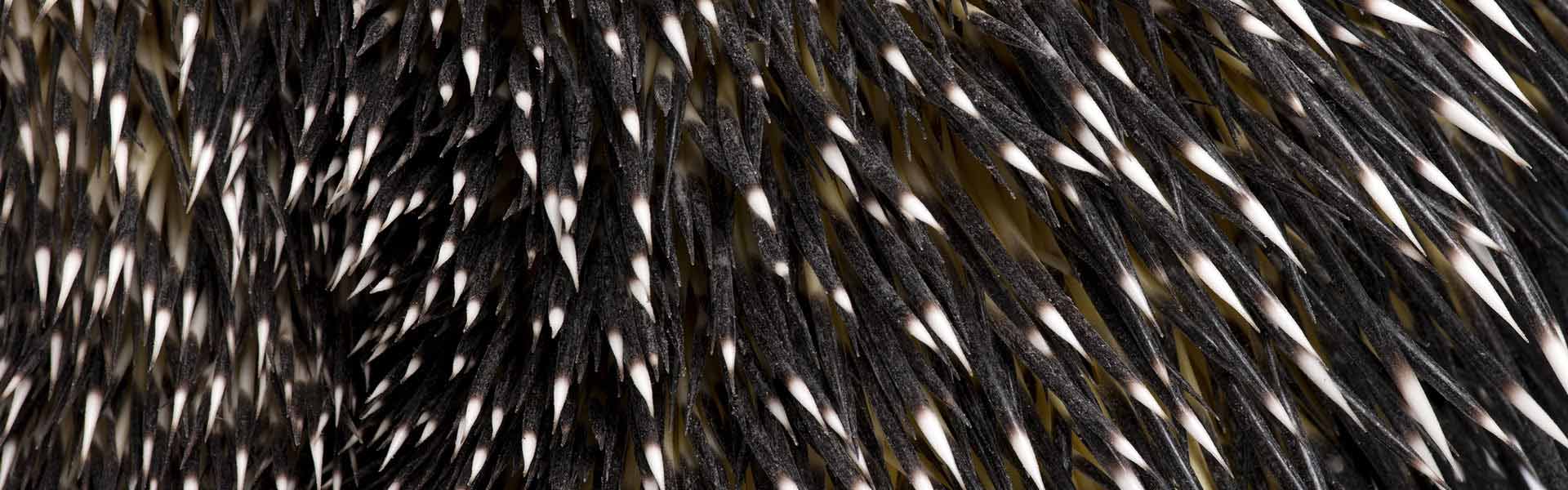 North American Porcupine - Our Animals - Henry Vilas Zoo