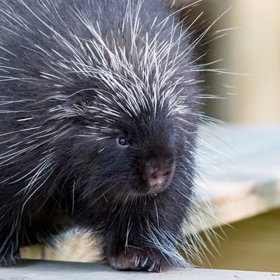 North American Porcupine at Henry Vilas Zoo