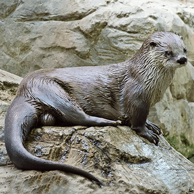 North American River Otter at Henry Vilas Zoo
