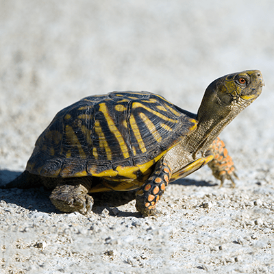 Ornate Box Turtle at Henry Vilas Zoo