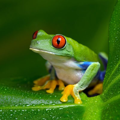 Red Eye Leaf Frog
