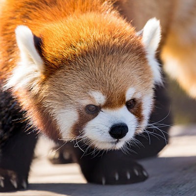 Red Panda at Henry Vilas Zoo