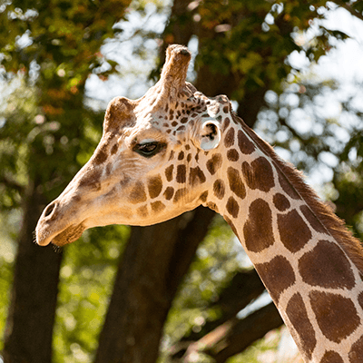 Reticulated Giraffe at Henry Vilas Zoo