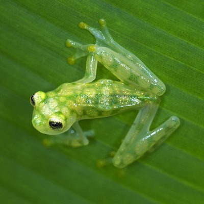 Reticulated Glass Frog at Henry Vilas Zoo