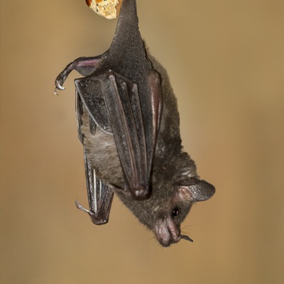 Seba Short Tailed Bat at Henry Vilas Zoo