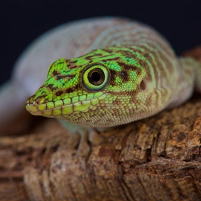 Standings Day Gecko at Henry Vilas Zoo