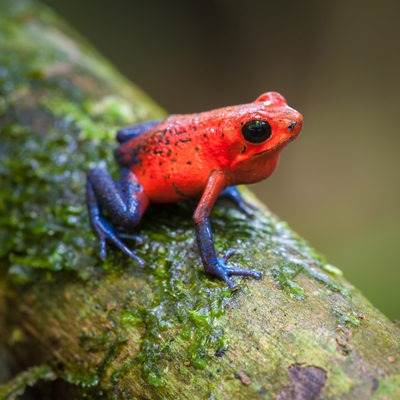 Strawberry Poison Frog at Henry Vilas Zoo