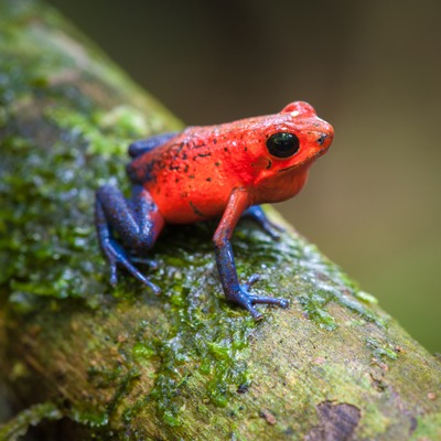 Strawberry Poison Dart Frog - Our Animals - Henry Vilas Zoo