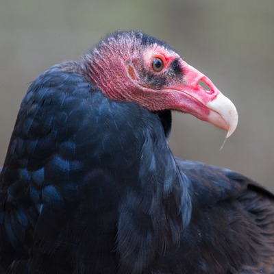 Turkey Vulture at Henry Vilas Zoo