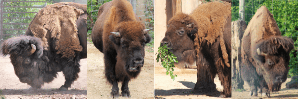 Various shots of bison