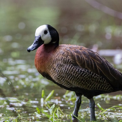 White Faced Whistling Duck at Henry Vilas Zoo