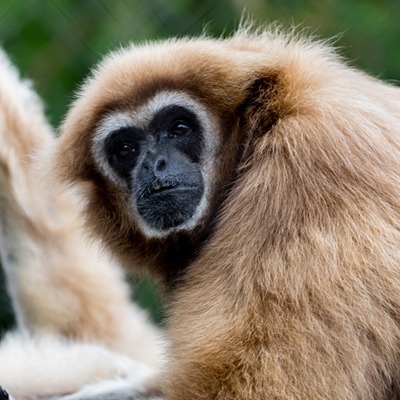 White Handed Gibbon at Henry Vilas Zoo