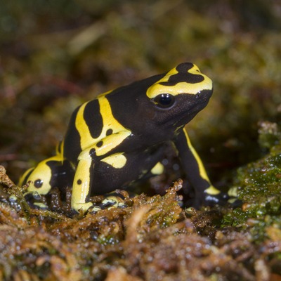 Yellow Banded Poison Dart Frog at Henry Vilas Zoo