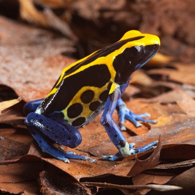 Yellow and Blue Poison Dart Frog at Henry Vilas Zoo