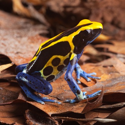 Yellow and Blue Poison Dart Our Animals - Henry Vilas Zoo