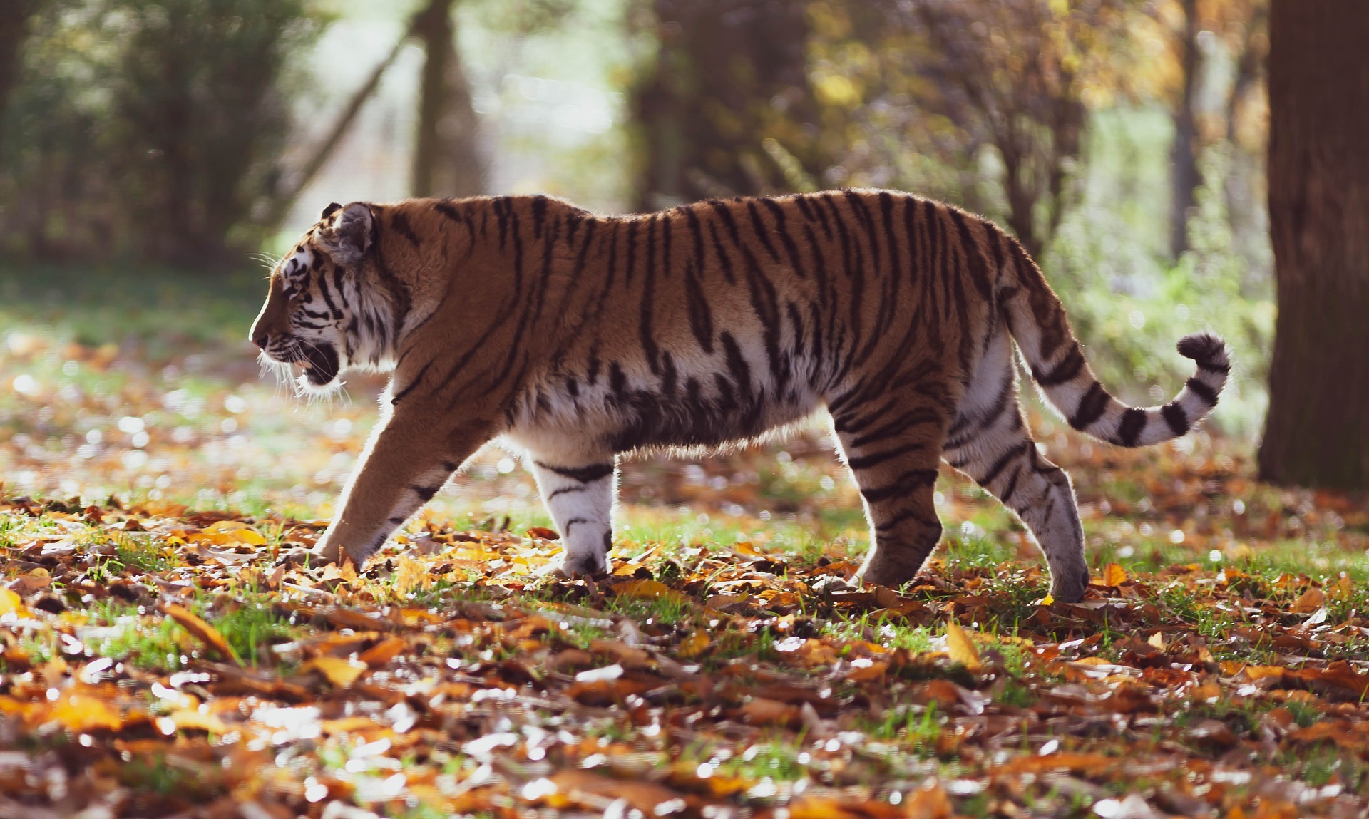 Tiger Conservation Campaign - Conservation | Henry Vilas Zoo