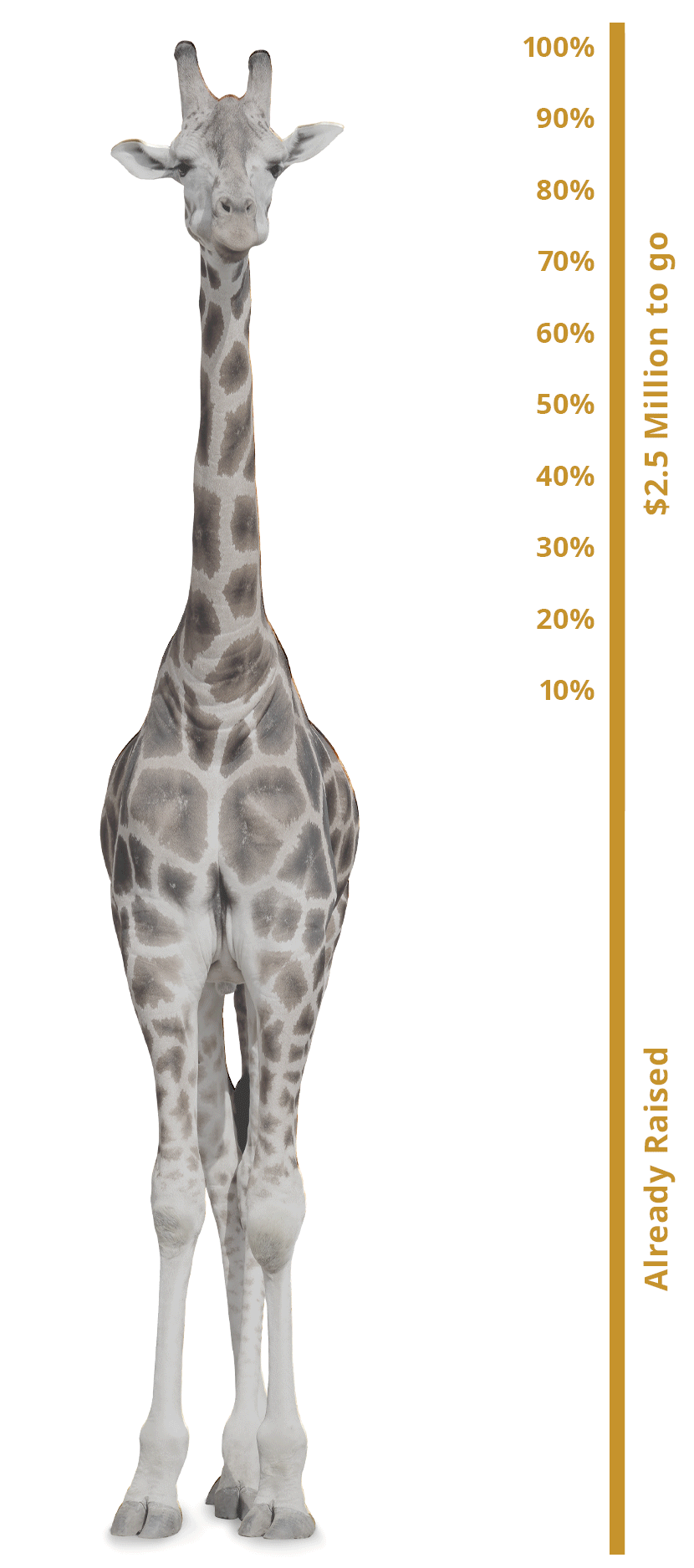 giraffe-gif-12percent