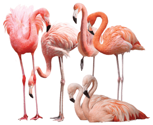 Pink Flamingos