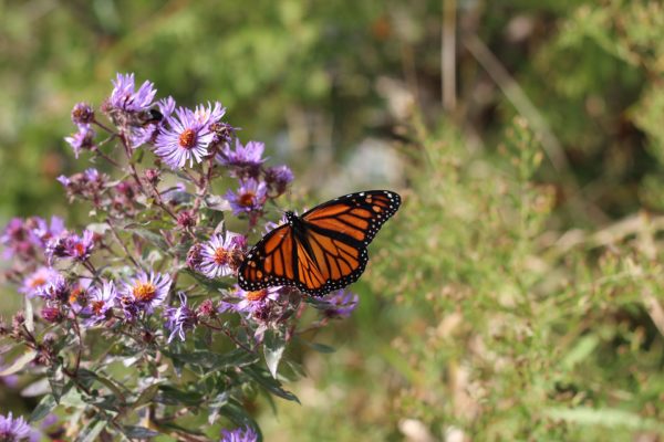 Butterfly in field