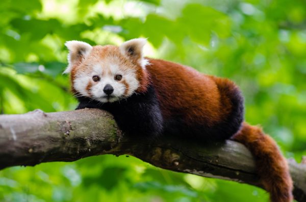 Red Panda in a tree.