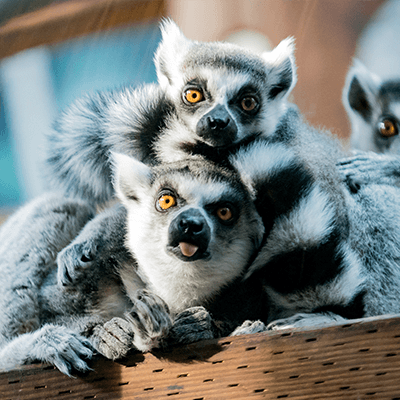 Ring Tailed Lemurs at Henry Vilas Zoo